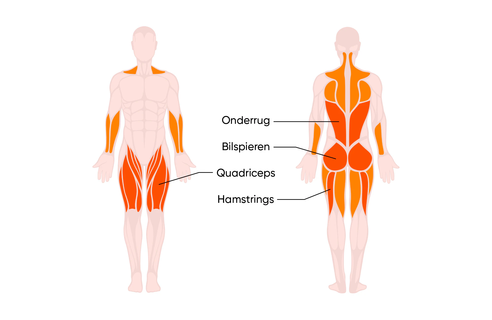 Spieren die de deadlift traint