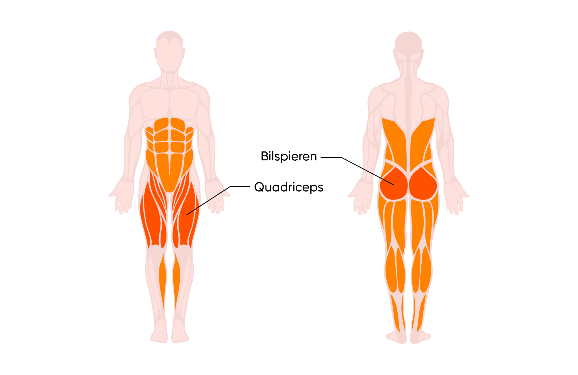 Spieren die je met de squat traint
