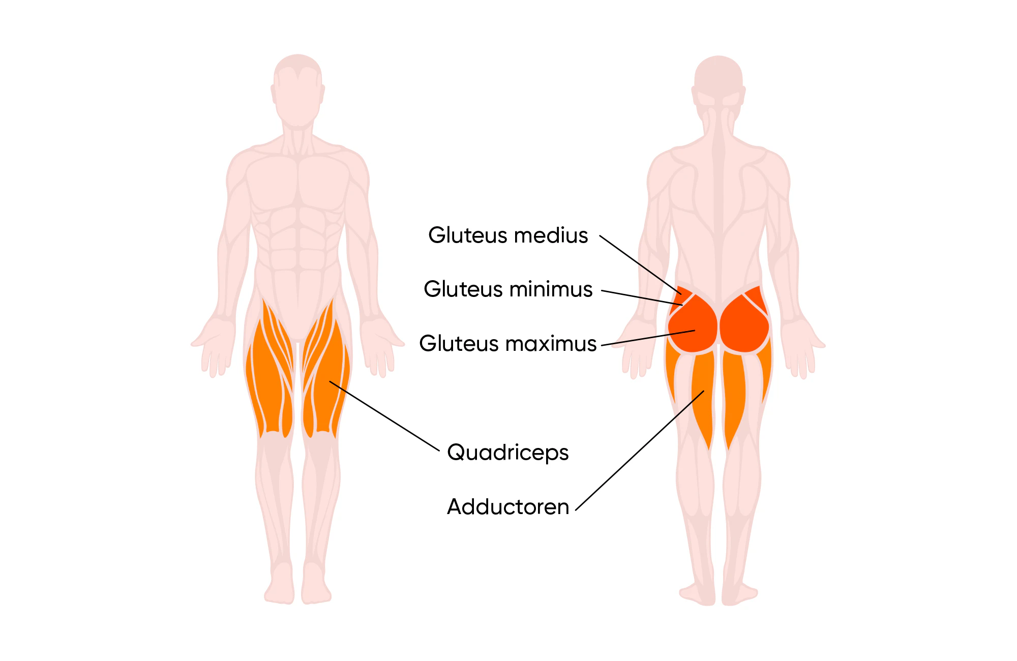 Spieren die je met de hip thrust traint