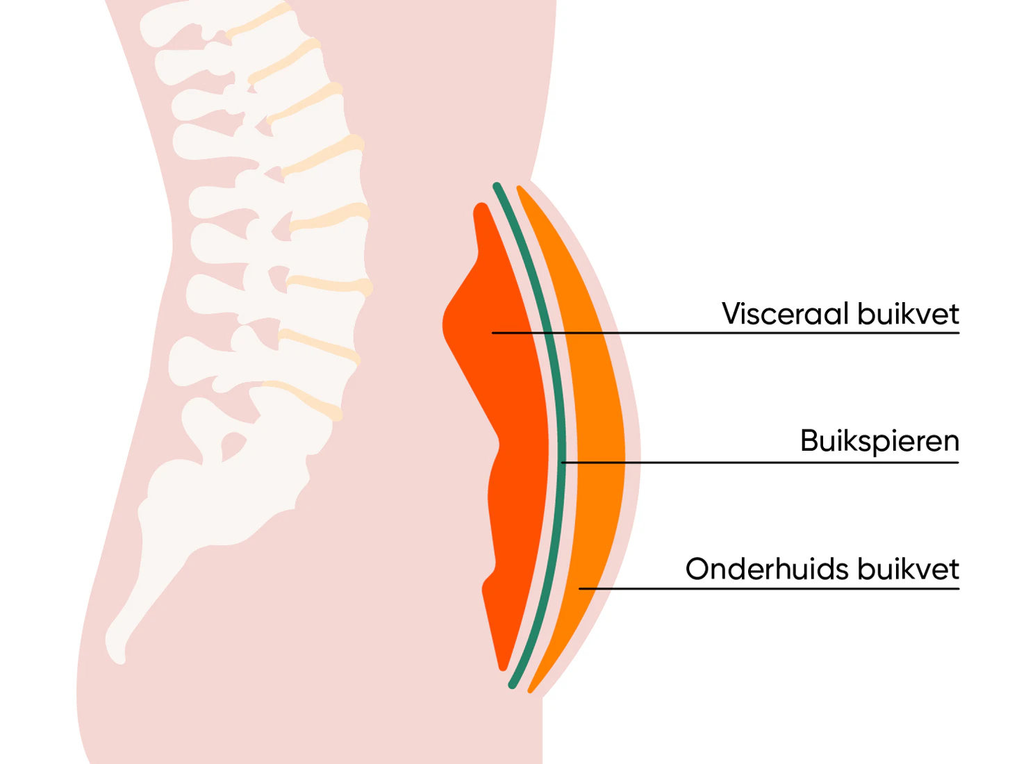 Het verschil tussen visceraal buikvet en onderhuidsbuikvet